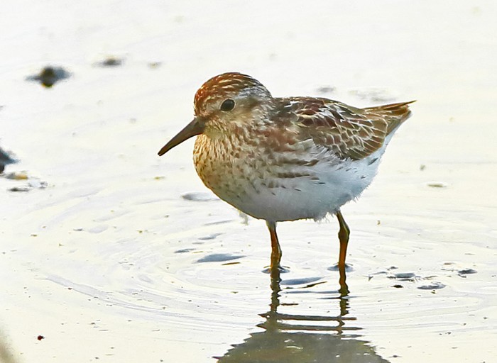 Least Sandpiper