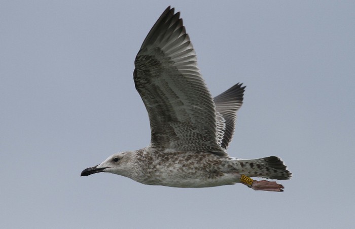 Caspian Gull