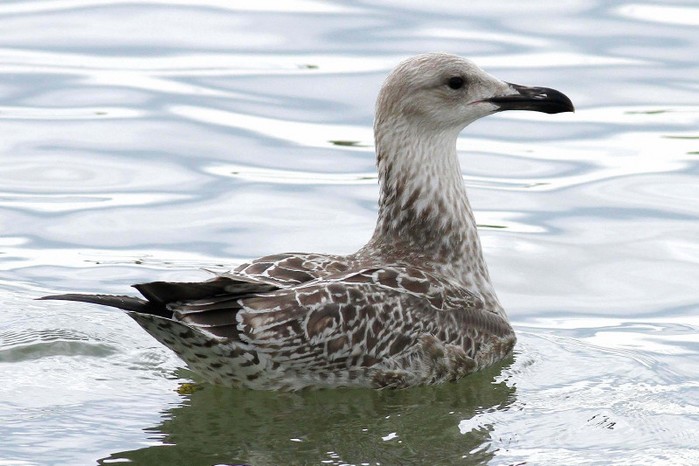Caspian Gull