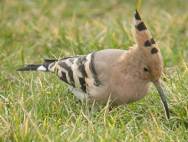 Hoopoe
