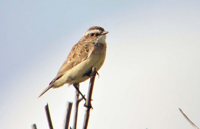 Whinchat