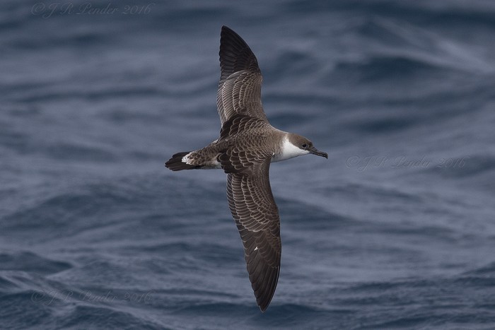 Great Shearwater