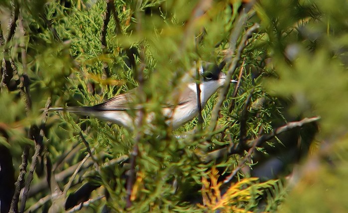 Lesser Whitethroat