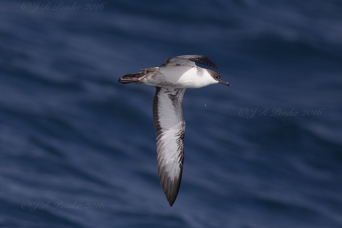 Great Shearwater