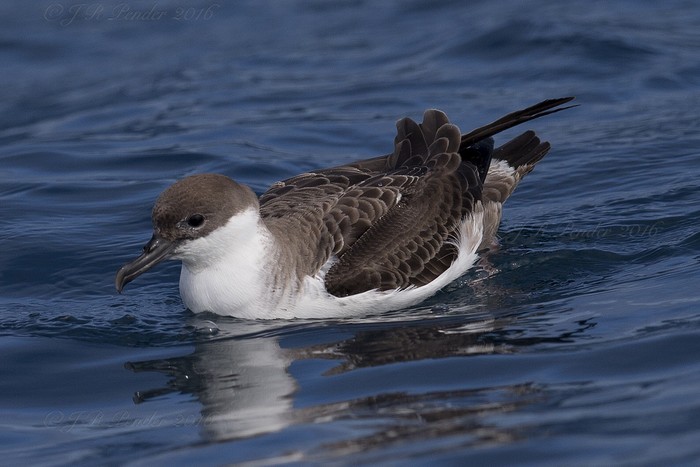 Great Shearwater