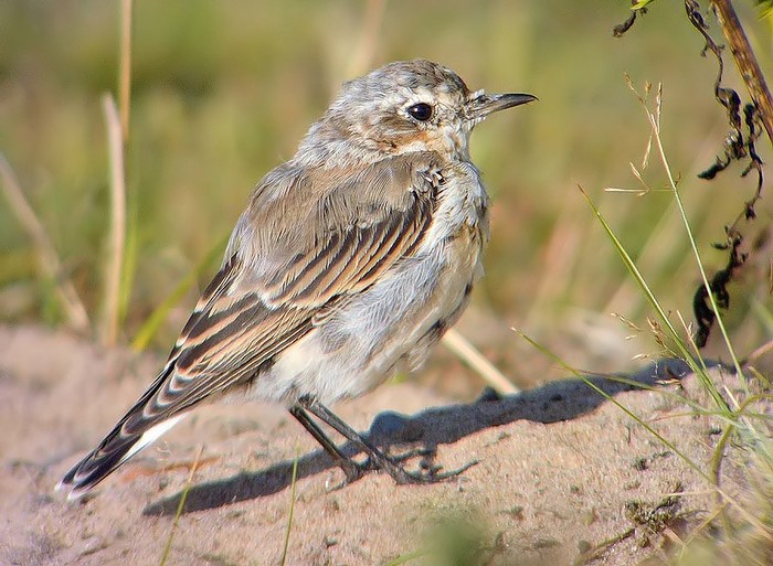 Wheatear