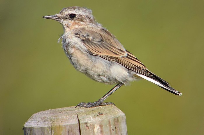 Wheatear