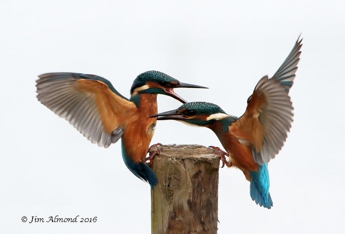 Kingfisher