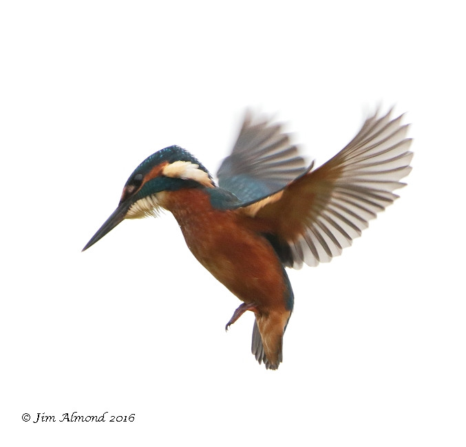 Kingfisher