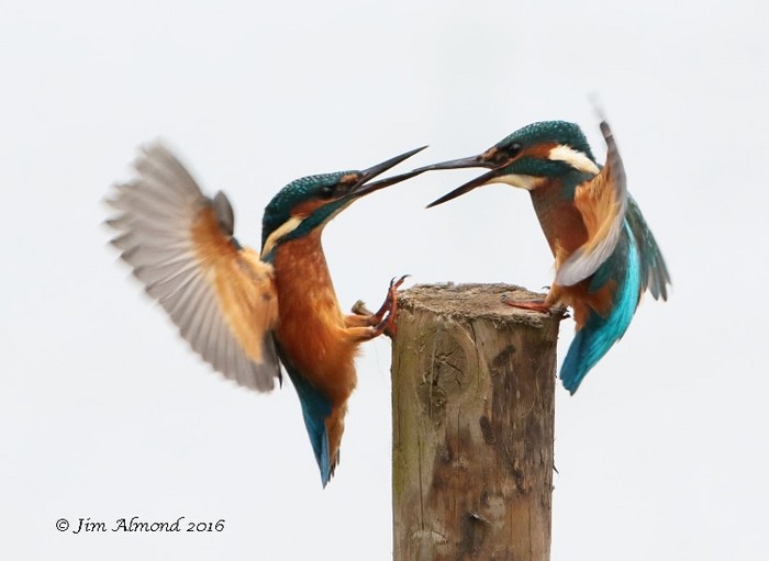 Kingfisher
