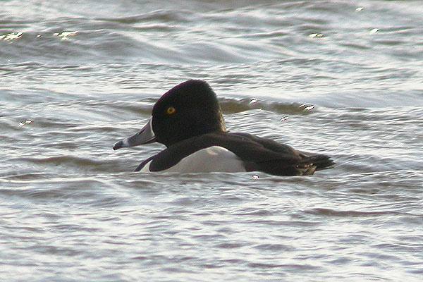 Ring-necked Duck