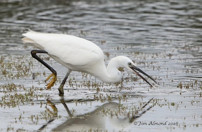 Little Egret