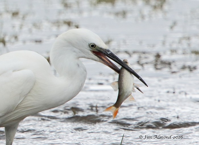 Little Egret