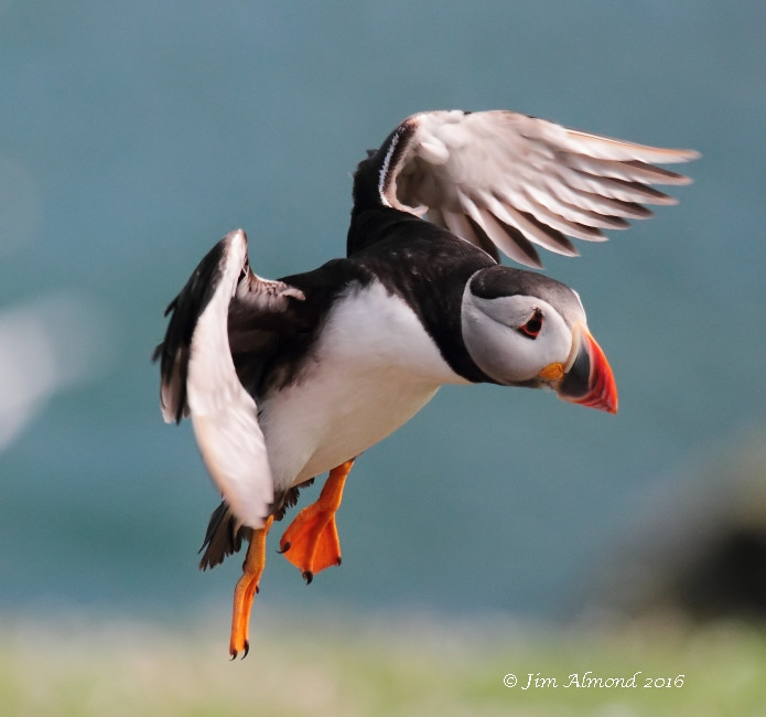 Puffin