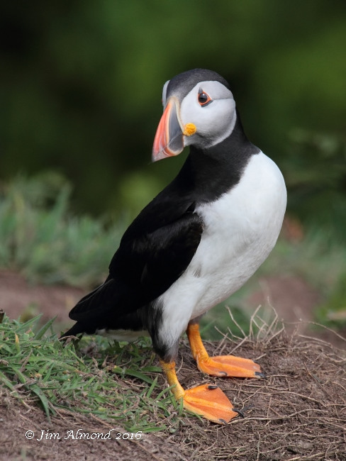 Puffin