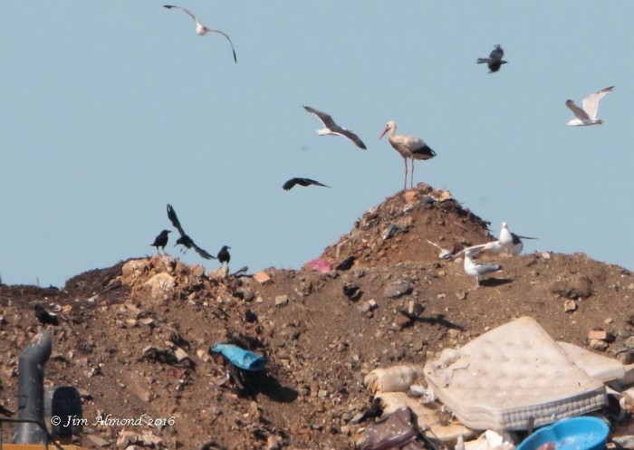 White Stork