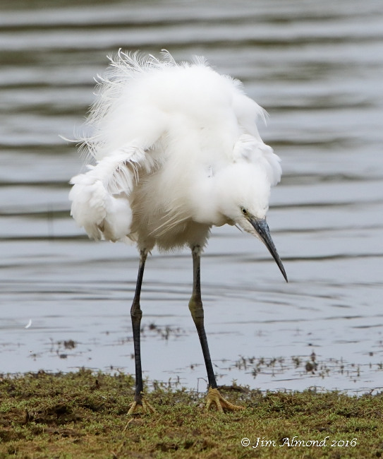 Little Egret