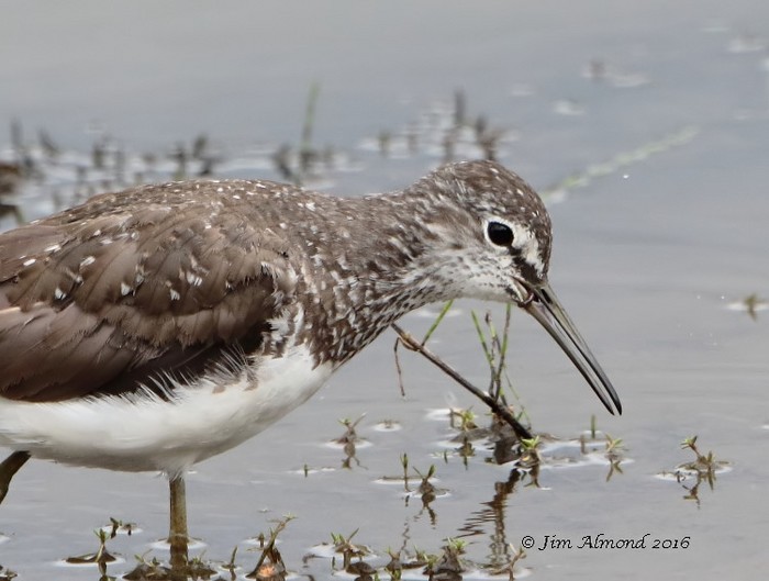 Green Sandpiper