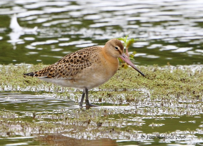 Black-tailed Godwit