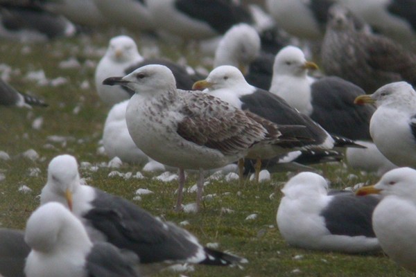 Caspian Gull