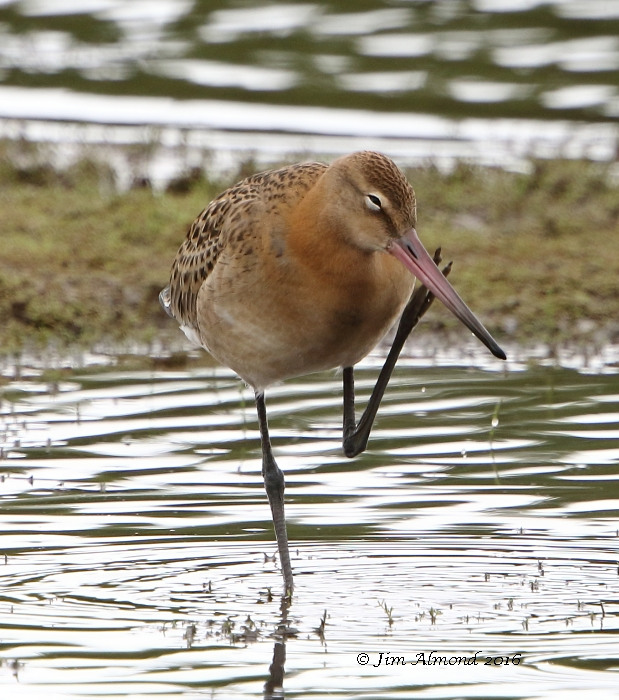 Black-tailed Godwit