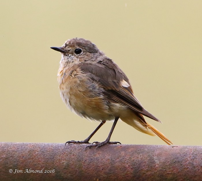 Redstart