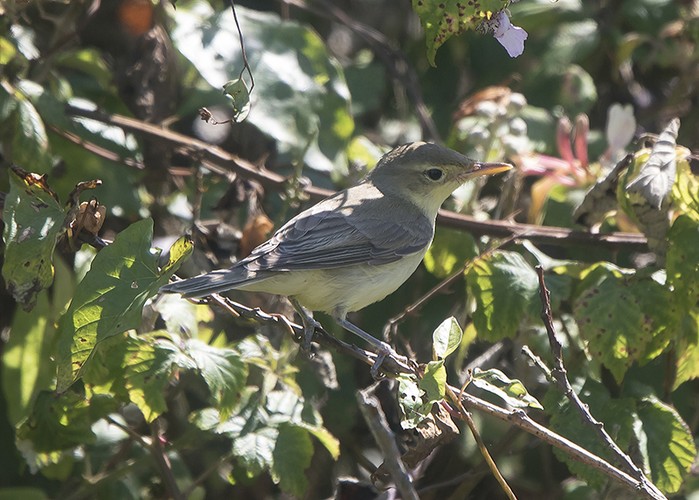 Melodious Warbler