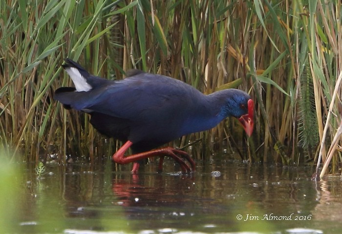 Western Purple Swamphen