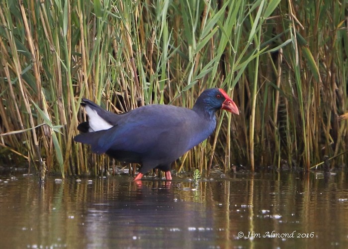 Western Purple Swamphen