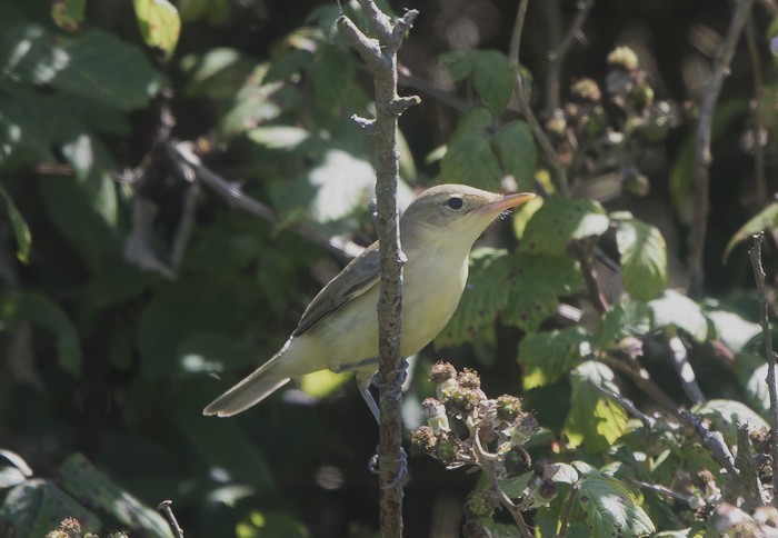 Melodious Warbler