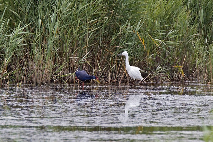 Western Purple Swamphen