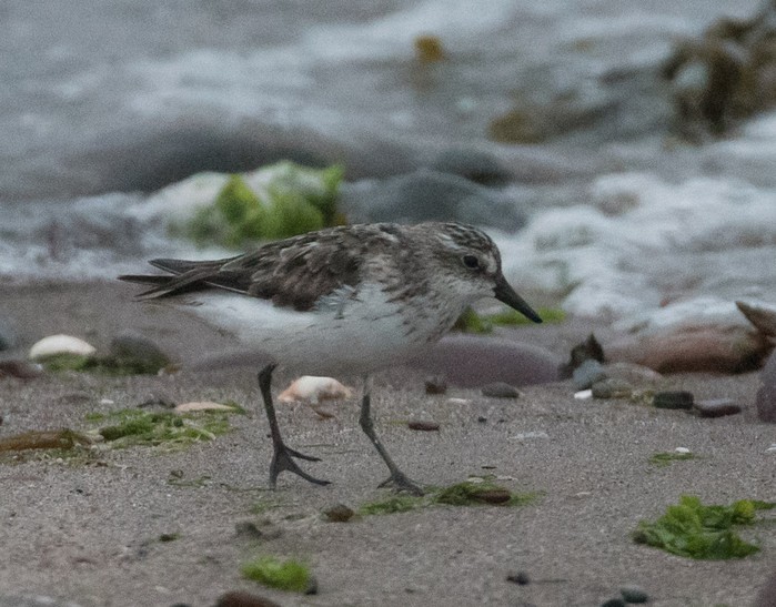 Semipalmated Sandpiper
