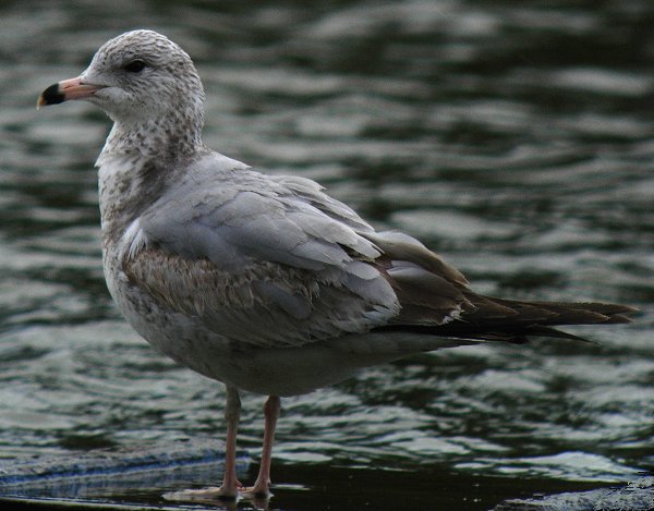 Ring-billed Gull