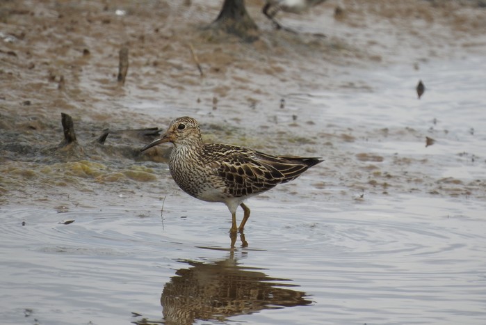 Pectoral Sandpiper