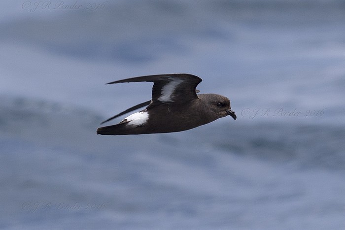 Storm Petrel