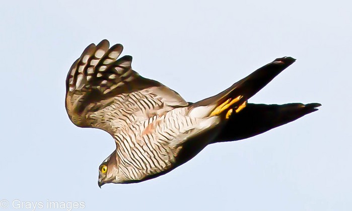 Sparrowhawk