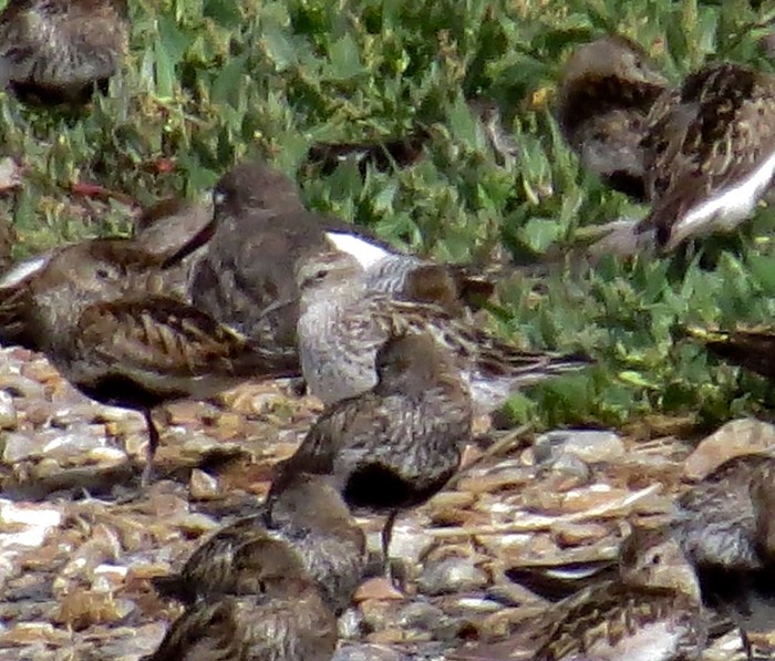 White-rumped Sandpiper
