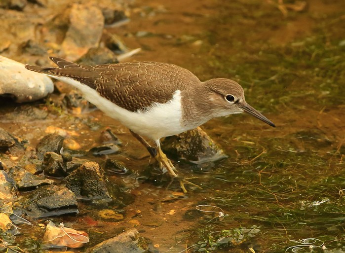 Common Sandpiper