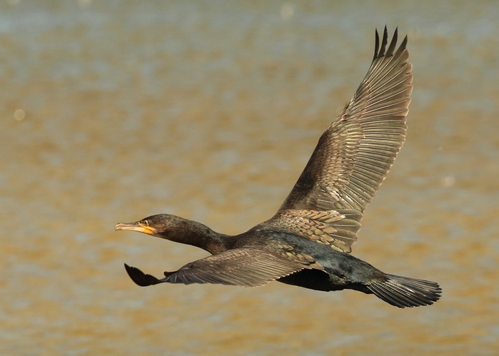Cormorant