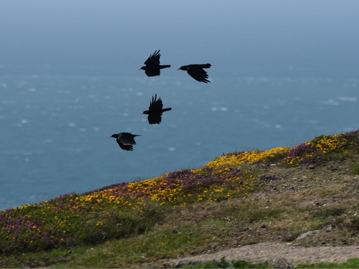 Chough