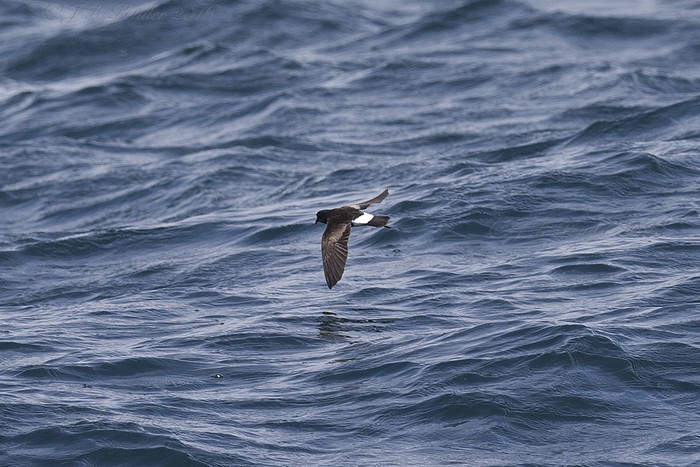 Wilson's Petrel