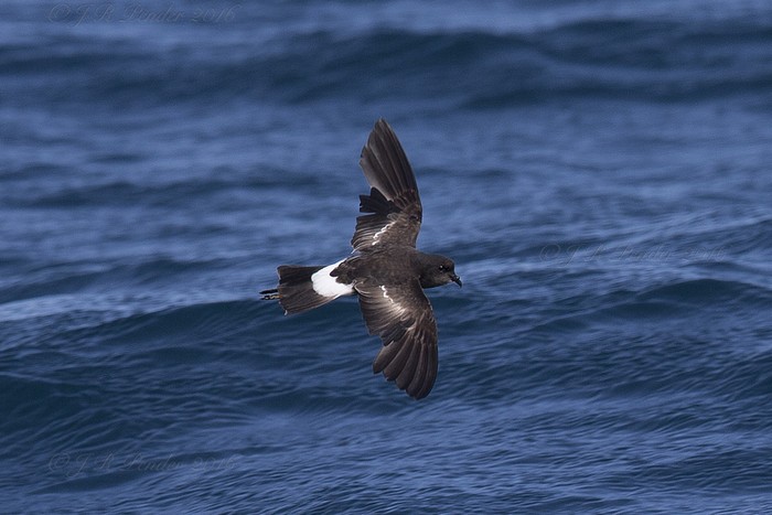 Wilson's Petrel