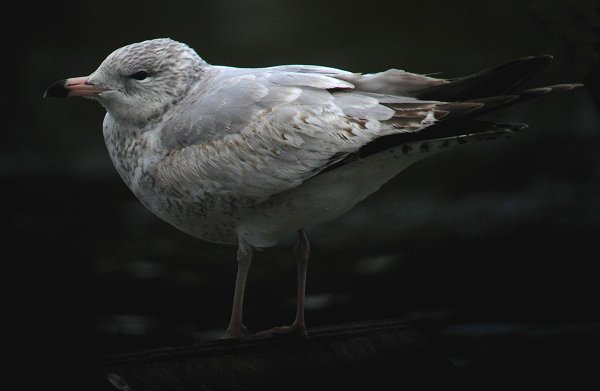 Ring-billed Gull