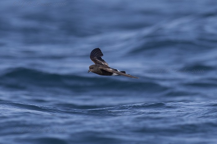 Wilson's Petrel
