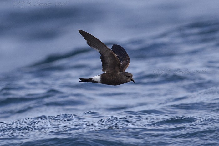 Wilson's Petrel