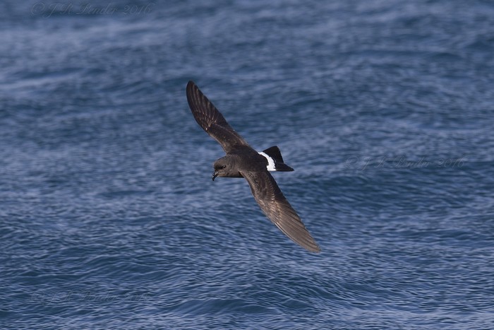 Storm Petrel