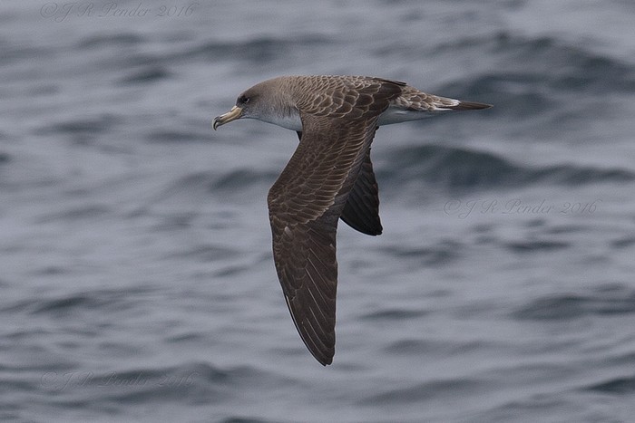 Cory's Shearwater