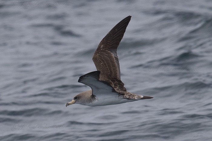 Cory's Shearwater