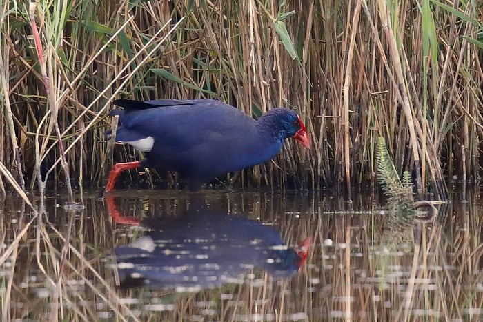 Western Purple Swamphen