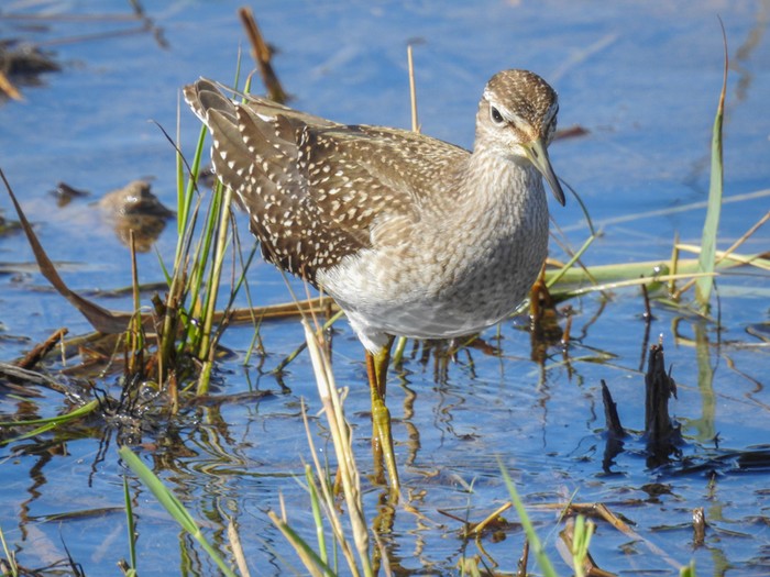 Wood Sandpiper